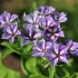 Preview: Phlox Sugar Stars (Samen)