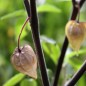 Preview: Aztekenkische (Samen)