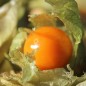 Preview: Andenbeere Deep Orange (Samen)