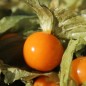 Preview: Andenbeere Deep Orange (Samen)