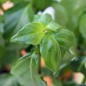 Preview: Pilzkraut (Pflanze)