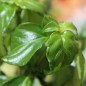 Preview: Pilzkraut (Pflanze)