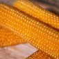 Preview: Popmais Golden Butter (Samen)