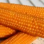 Preview: Popmais Golden Butter (Samen)