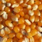 Preview: Popmais Golden Butter (Samen)