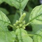 Preview: Popp-Amaranth (Samen)