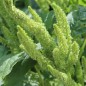 Preview: Popp-Amaranth (Samen)