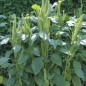 Preview: Popp-Amaranth (Samen)