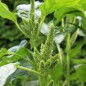 Preview: Popp-Amaranth (Samen)
