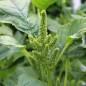 Preview: Popp-Amaranth (Samen)