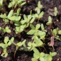Preview: Sommerportulak Grüner (Samen)
