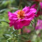 Preview: Portulakröschen Cherry (Samen)