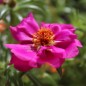 Preview: Portulakröschen Cherry (Samen)