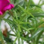 Preview: Portulakröschen Cherry (Samen)