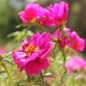 Preview: Portulakröschen Cherry (Samen)