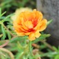 Preview: Portulakröschen Orange (Samen)