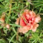 Preview: Portulakröschen Orange (Samen)