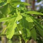 Preview: Papaya (Samen)