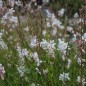 Preview: Prachtkerze (Samen)