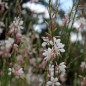 Preview: Prachtkerze (Samen)