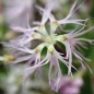 Preview: Prachtnelke rosa (Samen)