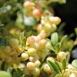 Preview: Preiselbeere Erntekrone (Pflanze)