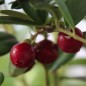 Preview: Preiselbeere Erntetraum (Pflanze)