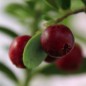 Preview: Preiselbeere Erntetraum (Pflanze)