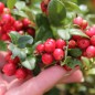 Preview: Preiselbeere Red Pearl (Pflanze)