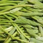 Preview: Preußischer Spargel (Samen)