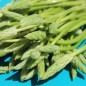 Preview: Preußischer Spargel (Samen)