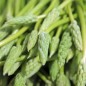 Preview: Preußischer Spargel (Samen)