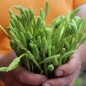 Preview: Preußischer Spargel (Samen)