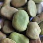 Preview: Puffbohne Habas Verde (Samen)