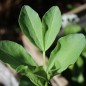Preview: Puffbohne Habas Verde (Samen)