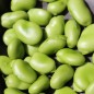 Preview: Puffbohne Habas Verde (Samen)