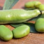 Preview: Puffbohne Habas Verde (Samen)