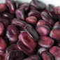 Preview: Puffbohne Extra Precoce a Grano Violetto (Samen)