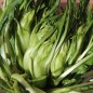 Preview: Endivie Puntarelle Galatina (Samen)