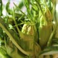 Preview: Endivie Puntarelle Galatina (Samen)