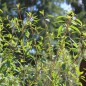 Preview: Quillquina (Samen)