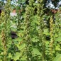 Preview: Quinoa Biobio (Samen)