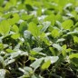 Preview: Quinoa Biobio (Samen)