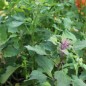 Preview: Quinoa Biobio (Samen)
