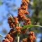 Preview: Quinoa Cherry Vanilla (Samen)