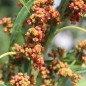 Preview: Quinoa Cherry Vanilla (Samen)