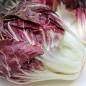 Preview: Radicchio Rossa di Verona (Samen)