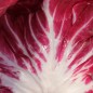 Preview: Radicchio Chiogga Red Preco No. 1 (Samen)
