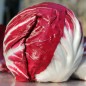 Preview: Radicchio Chiogga Red Preco No. 1 (Samen)