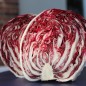 Preview: Radicchio Chiogga Red Preco No. 1 (Samen)
